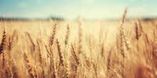 Load image into Gallery viewer, Pasta Duo - Whole Grain Durum Wheat/Tumminia Busiate- 2x500gr
